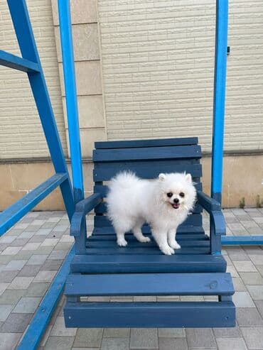 отдам в добрые руки шпица: Təmiz cins Pomeranian Spitz balası. Doğum tarixi: 12.11.2024. Çipli — 11