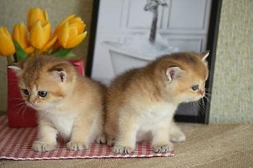 ag pişik: Открыта бронь на британских котят золотого окраса. Котята — 5