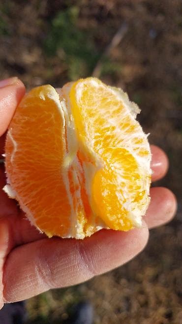 İçkilər: Məhsul: Portağal (təzə yığılmış, ağacdan) qiyymeti 2 azn unvan hezi — 3