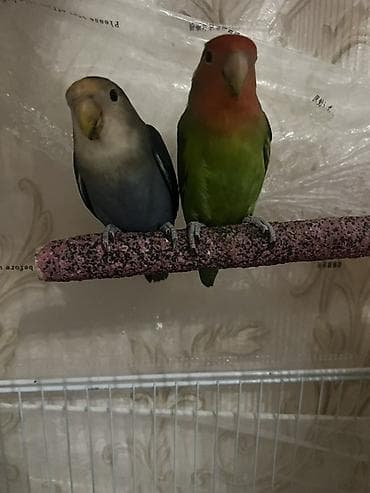 popugay satisi: Məhsul: Sevimli papuqay cütlüyü – Agapornis (Lovebird) Təsvir: -bir — 6