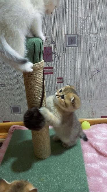 dana heyvan: Шотландская — 7