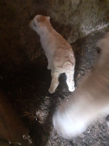 bezekli qoyun sekilleri: Hevan celilabad ciddi şəxslər zəngin vursun 3 qarına doğub balası — 4