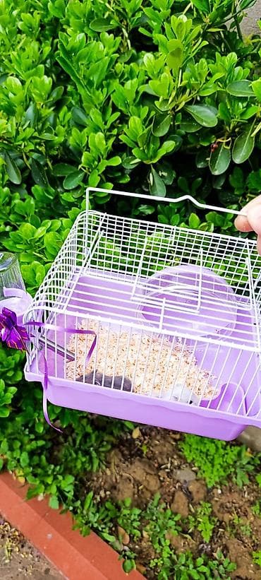 ana bala qoyun: Ağ hamster cunqarik sortu, hədiyyəlik əla seçimdir, ağıllı, təmiz ev — 3