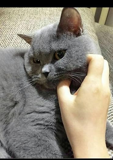 zvanok iti satilir: Britan, Dişi, Yaxşı əllərə, Ödənişli çatdırılma — 2