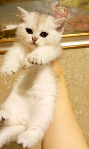 pişim: Британская, Самка, В добрые руки, Самовывоз — 3