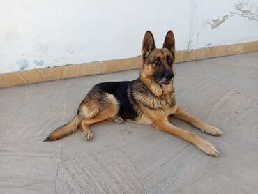 alman coban iti: Alman çoban iti, 2 il, Dişi, Ödənişli çatdırılma — 1