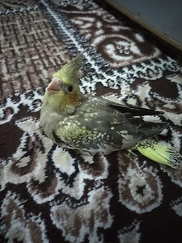 papuqay sesi: Nymfa tutuquşu (Cockatiel) – sarı-yaşıl qarışıq rəng palitrası — 2