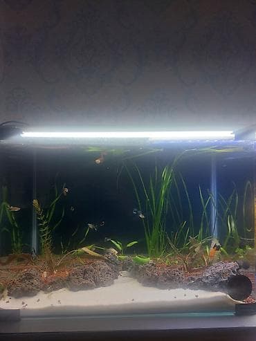 xaski satisi: 50x35x30 zavod akvarium propan və ağ narın qumla dizayn olunub — 1