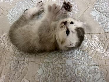 koşka: Şotland yastı qulaq — 1