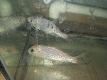 dib balıqları: Sülhsevər — 1