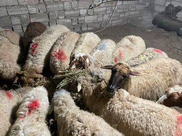 Salam heyvanlar hamısı sağlam heyvanlardı hamısı boğazdır!!! — 4