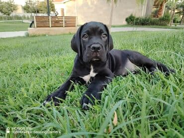 Kane-Korso, 4 ay, Erkek, Peyvəndli, Ünvandan götürmə, Ödənişli çatdırılma