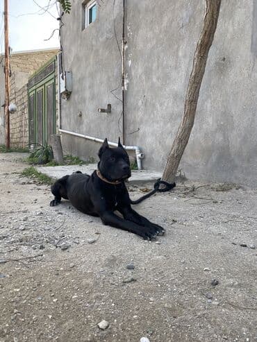 Pitbul, 2 ay, Erkek, Peyvəndli, Ünvandan götürmə