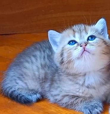 anqor pişik: Britan, Erkək, Yaxşı əllərə, Ünvandan götürmə — 10