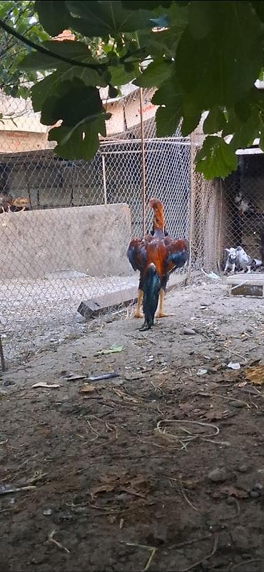 cucə və xoruz: Heyratı beçə satılır daş pipik çolpadı 6 aylıqdı hüddür viddi çolpadı — 3