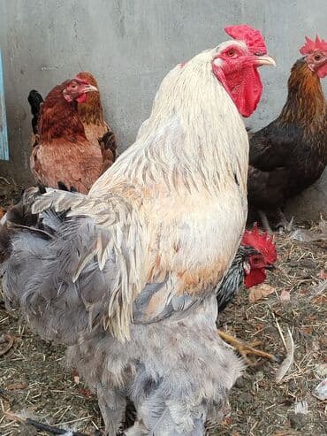 toyoq xoruz: Xoruz, Brama, il: 3, Ünvandan götürmə — 3