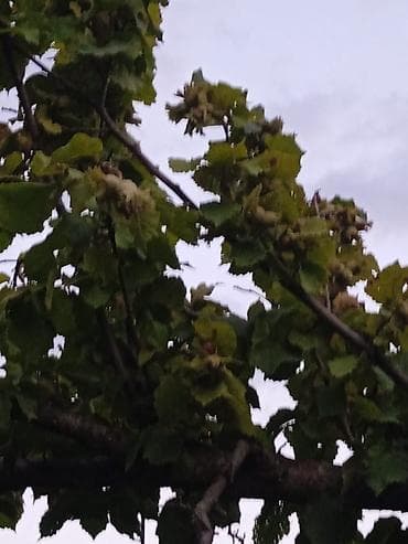 Məhsul: Fındıq bağından təzə fındıq (Corylus avellana) Təsvir: - — 2