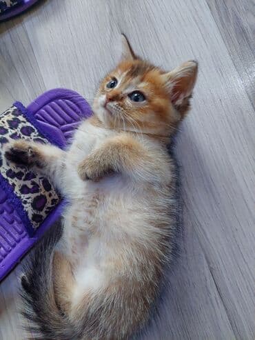 купить шотландского котенка: Шотландская, Самка, В добрые руки, Самовывоз — 11