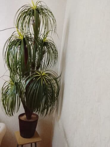 tikanlı güllər: Dekorativ qapalı bitki – süni palma/yucca tərzində kompozisiya. - — 3