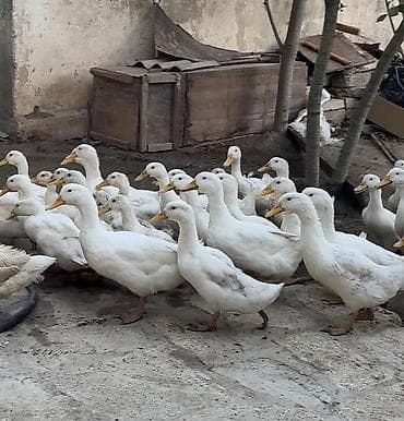 it satisi afcarka: Ağ ördək sürüsü – ət və yumurta istehsalı üçün - Cins: Ağ pekin tipli — 2