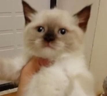 lalafo pisik: Britan — 5