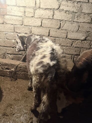 Gəmiricilər: Məhsul: Mal-qara – iki baş düyə Təsvir: - Şəkillərdə ağ-qara ləkəli — 1