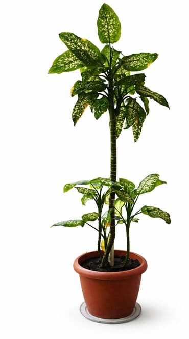 Definbahi gul. Ev sheraitinde boyuyub. Kesilib hisse hisse verilir