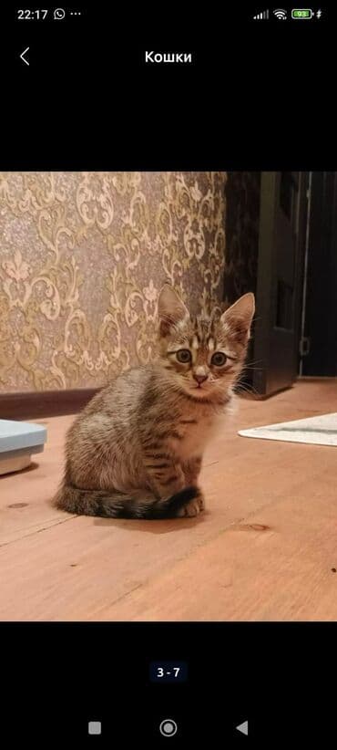 кот в добрые руки: Tabbi — 3