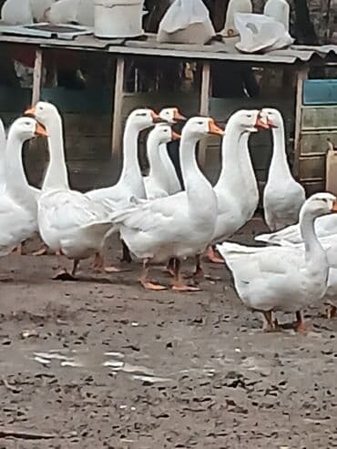 сколько стоит лошадь в азербайджане: Linda qazlari.İki suru teşkil edir.Bir suru 18 eded.Bir ilin — 1