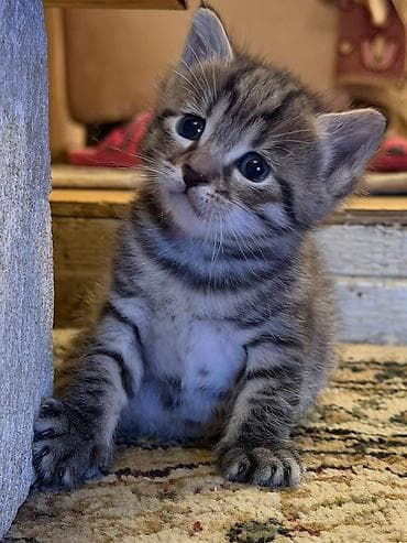 barter heyvanlar: Tabbi — 1