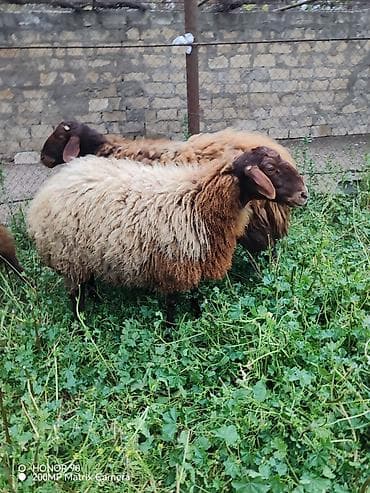 qala qoyunu: Qizil qulaq hundur uzun qulaqi sirqali Qala sortu temiz cins heyvandi — 4