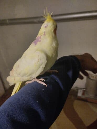 Great Wall: Növ: Nimfa tutuquşu (cockatiel), açıq sarı rəng, yanaqlarda narıncı — 3