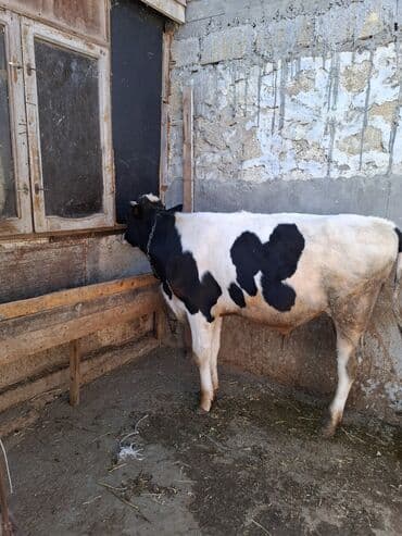 inekler: Süd inəyi – qara-ağ rəngli, iri cüssəli, buynuzlu. Şəkillərdə — 13