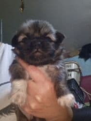 купить собаку пекинес: Pekines erkey — 2