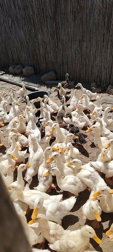 yırtıcı quş: Salam aleykum 50 gunlukdur saglamdirlar real alici olsa endirim olacaq — 2