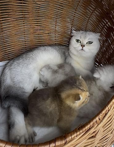 siyamski pişik: Baby face show class şinşila pişik balalar. Bu qiymətə saf qan — 3