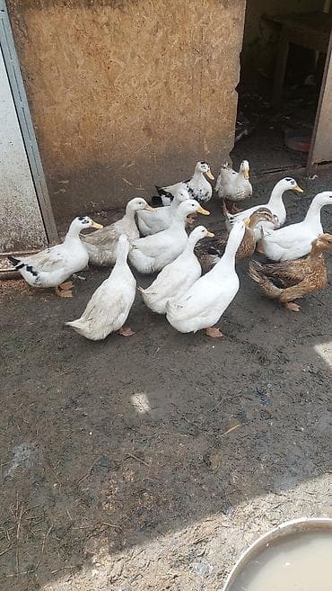 hind ördəyi: Məhsul: Ev təsərrüfatı üçün ördəklər Təsvir: - Təsvirlərdə müxtəlif — 2