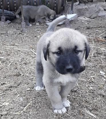 Kanqal, 1 ay, Erkek, Peyvəndli, Ünvandan götürmə
