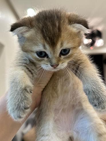 Şotland yastı qulaq, Yaxşı əllərə