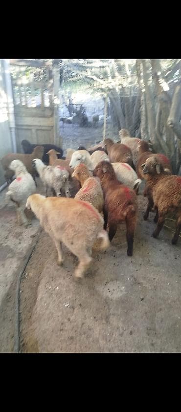 quzu qəlibi: Quzular satılır erkeydi dişili qiyməti 215 AZN — 3