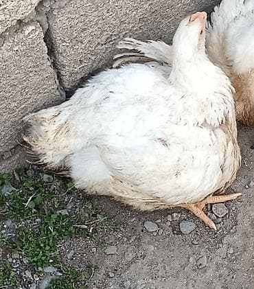 Toyuqlar: Toyuq, Broyler, Ətlik, Ünvandan götürmə — 3