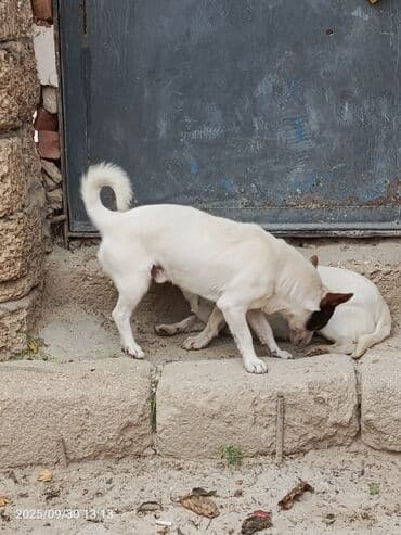 bakıda it satışı: 1 il, Erkek — 4