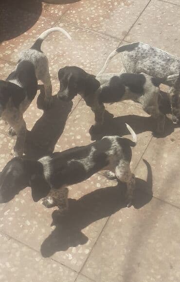 it şəkilləri: 3 месяца, Самка, С прививками, Самовывоз, Платная доставка, Доставка в районы — 4