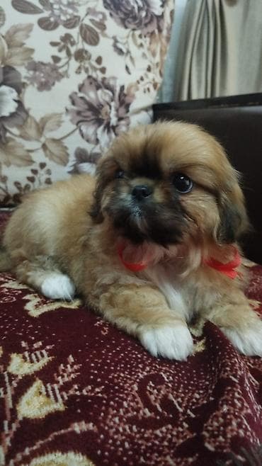 bala it: Pekines, 2 ay, Dişi — 2