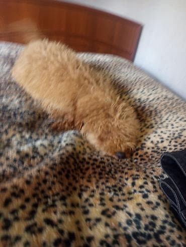 Pudel, 7 ay, Dişi, Peyvəndli, Ünvandan götürmə — 6