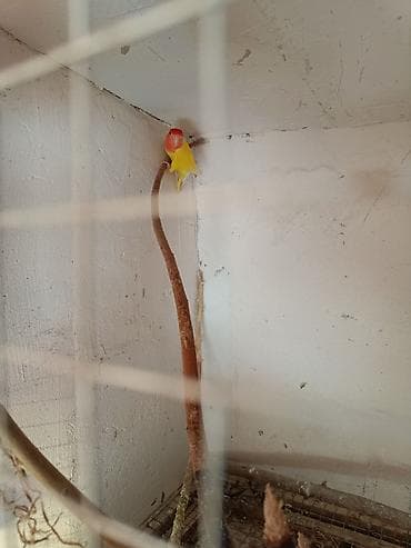 Nerazluçnik tutuquşu.Ayrılmaz erkəydi.1 yaşdan yuxarıdı.Tək olduğu