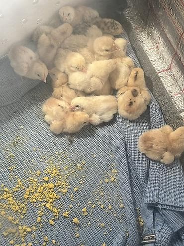 heyratlar: Toyuq cücələri, Damazlıq — 1