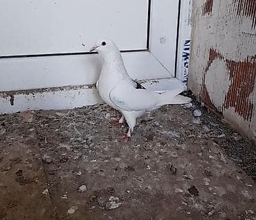 Птицы: Tutulma maya — 2