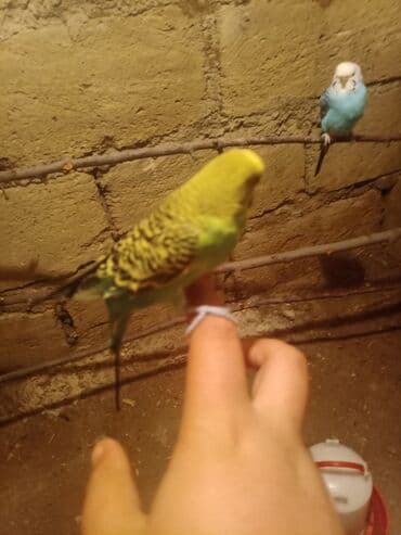 отдам в добрые руки: Her şey ile 50m yuva+qefes+yemqabı+suqabı 60dan 50e saldım bala varib — 1