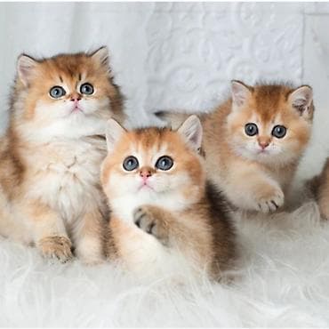 Britan, Dişi, Yaxşı əllərə, Ünvandan götürmə, Ödənişli çatdırılma